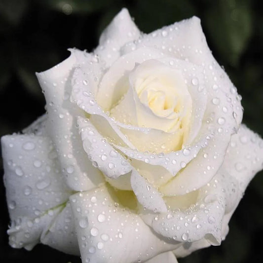 White Rose Flower | Diamond Painting