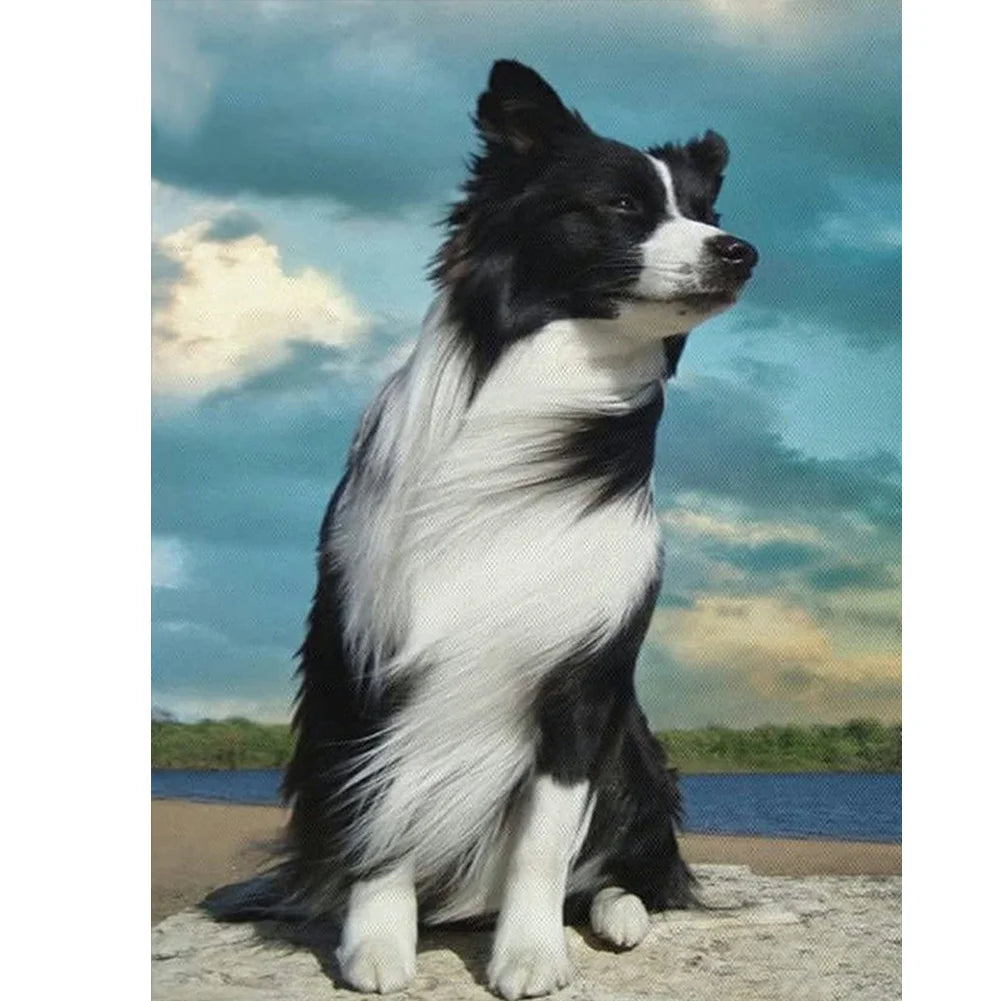 Dog Border Collie | Diamond Painting