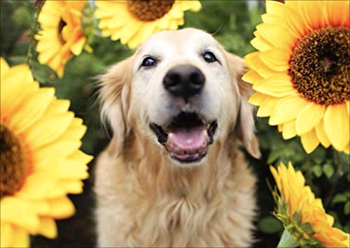 Golden Retriever Dog | Diamond Painting