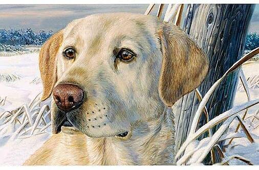 Yellow Labrador Dog | Diamond Painting