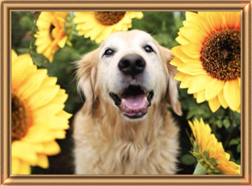 Golden Retriever Dog | Diamond Painting