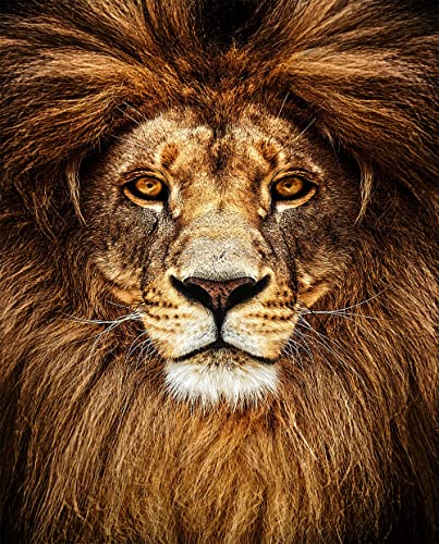 Lion | Diamond Painting